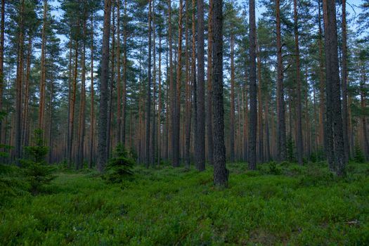 A tranquil evergreen forest scene with tall pine trees and lush green undergrowth.