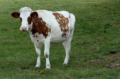 Fotobanka s bezplatnými fotkami na tému hracie pole, krava, pasenie