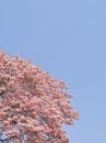 蔚蓝的天空下，一棵粉红色的开花树生机盎然，传递着春天的宁静与美丽