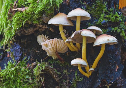 Free A vibrant group of mushrooms grows on a mossy forest surface in Salzgitter, Germany. Stock Photo