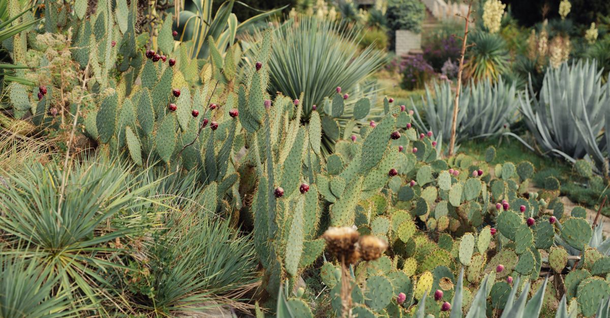 Come Coltivare Piante Resistenti alla Siccità nel Tuo Giardino