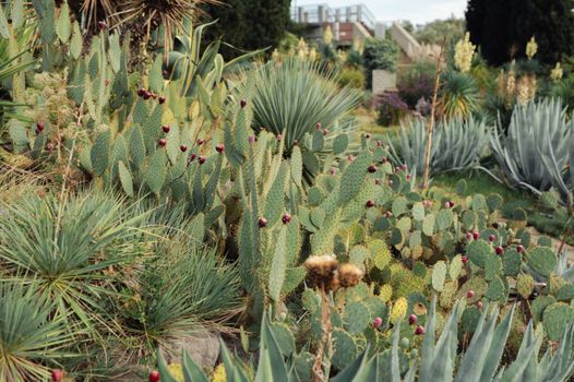 Desert Garden Landscape with Diverse Cacti