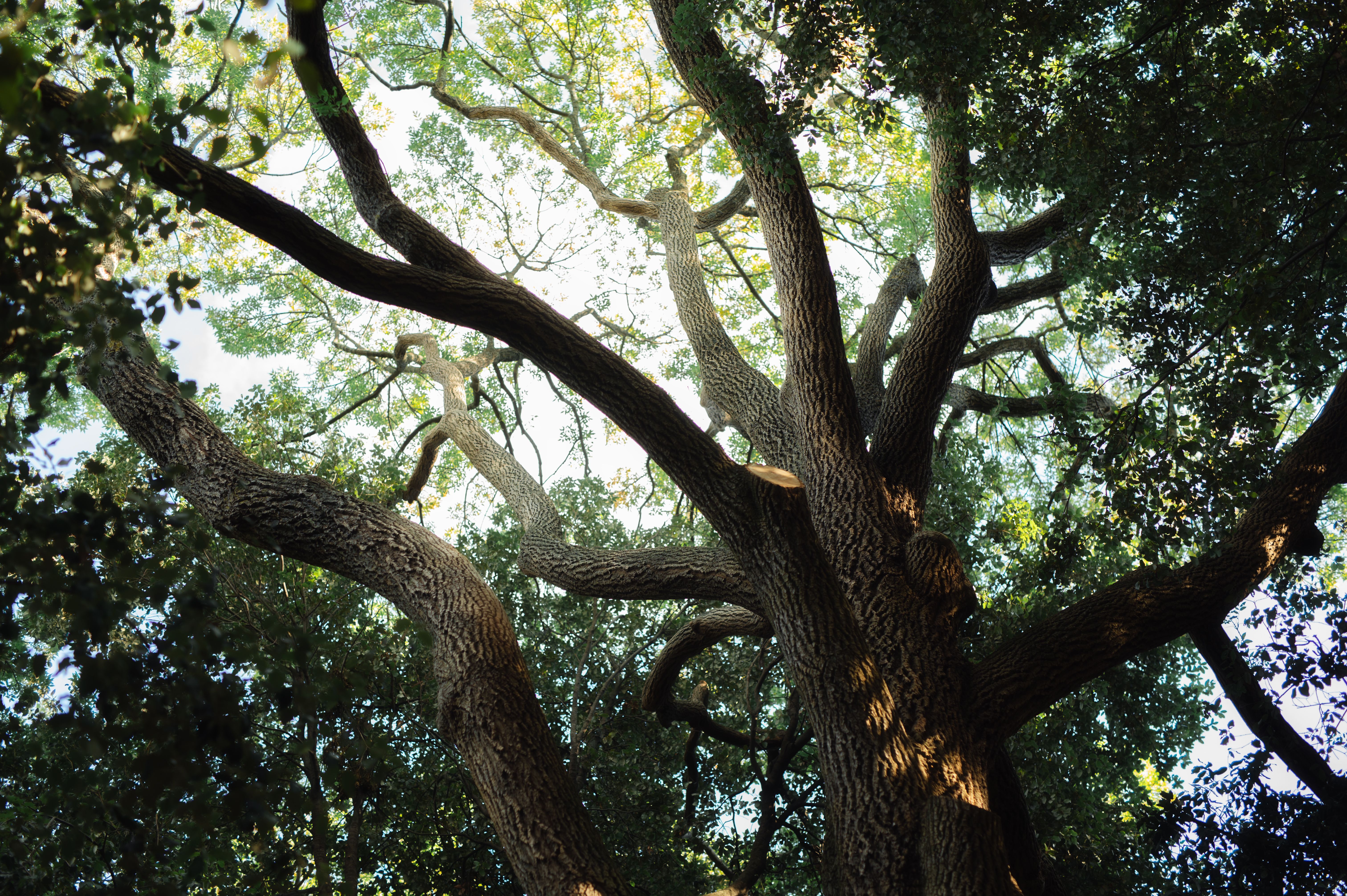 Sunlit forest canopy