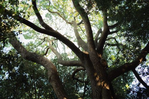 Free Looking up through a magnificent oak tree canopy in a sunlit forest, creating a serene natural atmosphere. Stock Photo