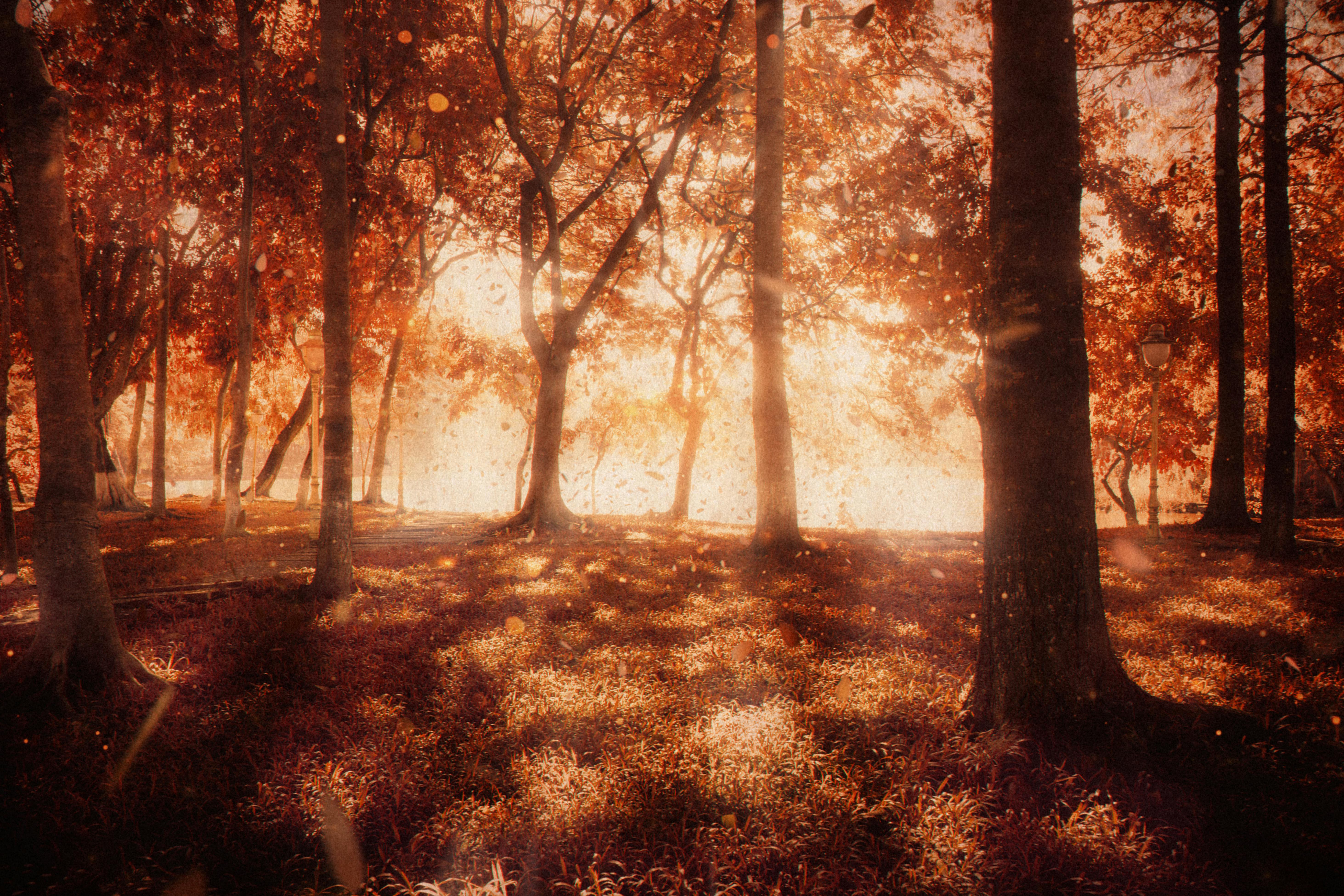 Sunlight filters through trees casting a warm glow in a tranquil autumn forest.