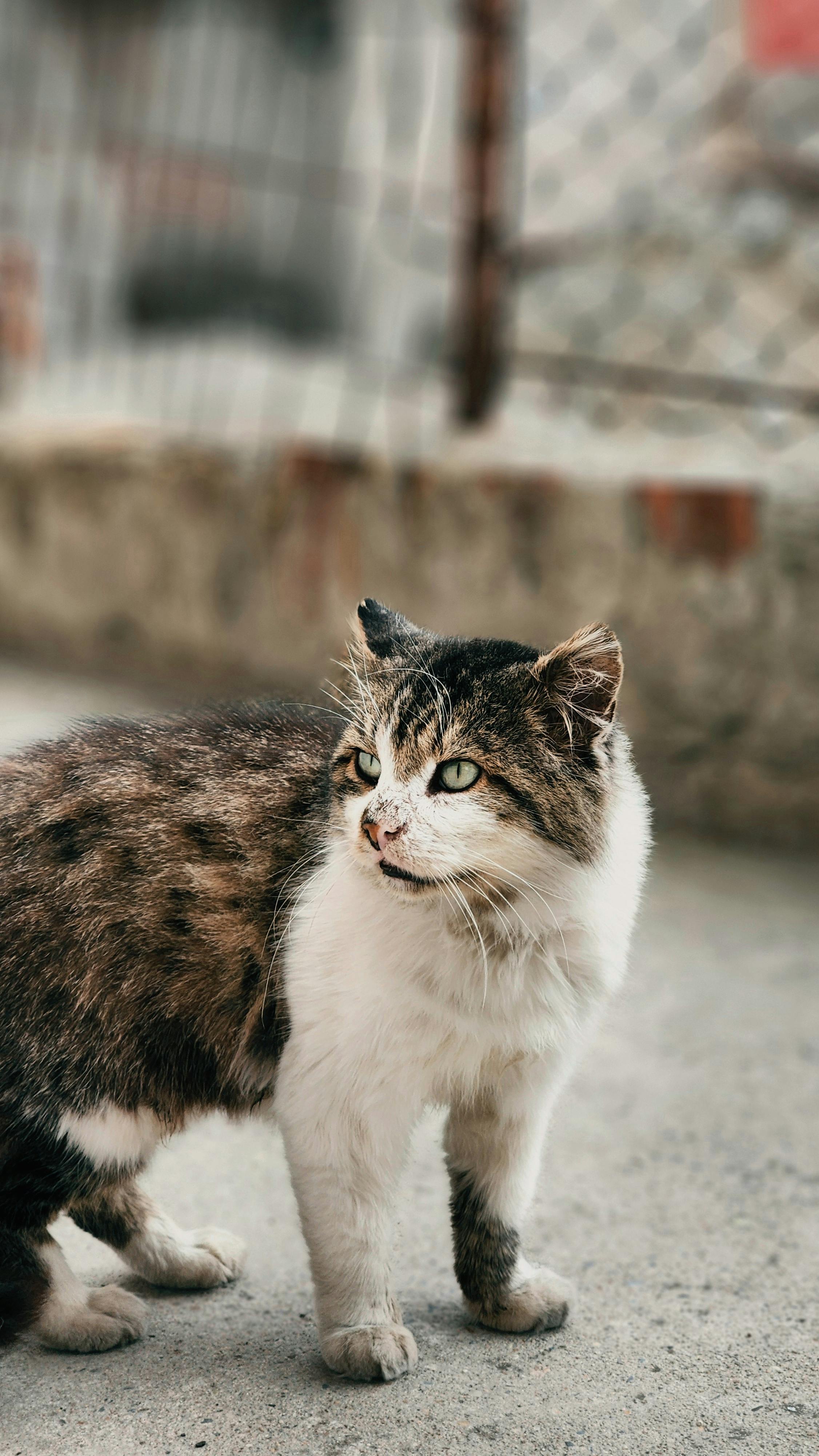 71a7UVVhwnL._UF1000,1000_QL80_.jpg