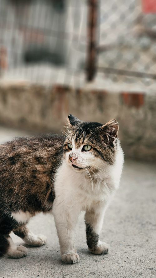 Free A detailed close-up shot of a stray cat with a blurred urban background, showcasing its natural fur patterns. Stock Photo