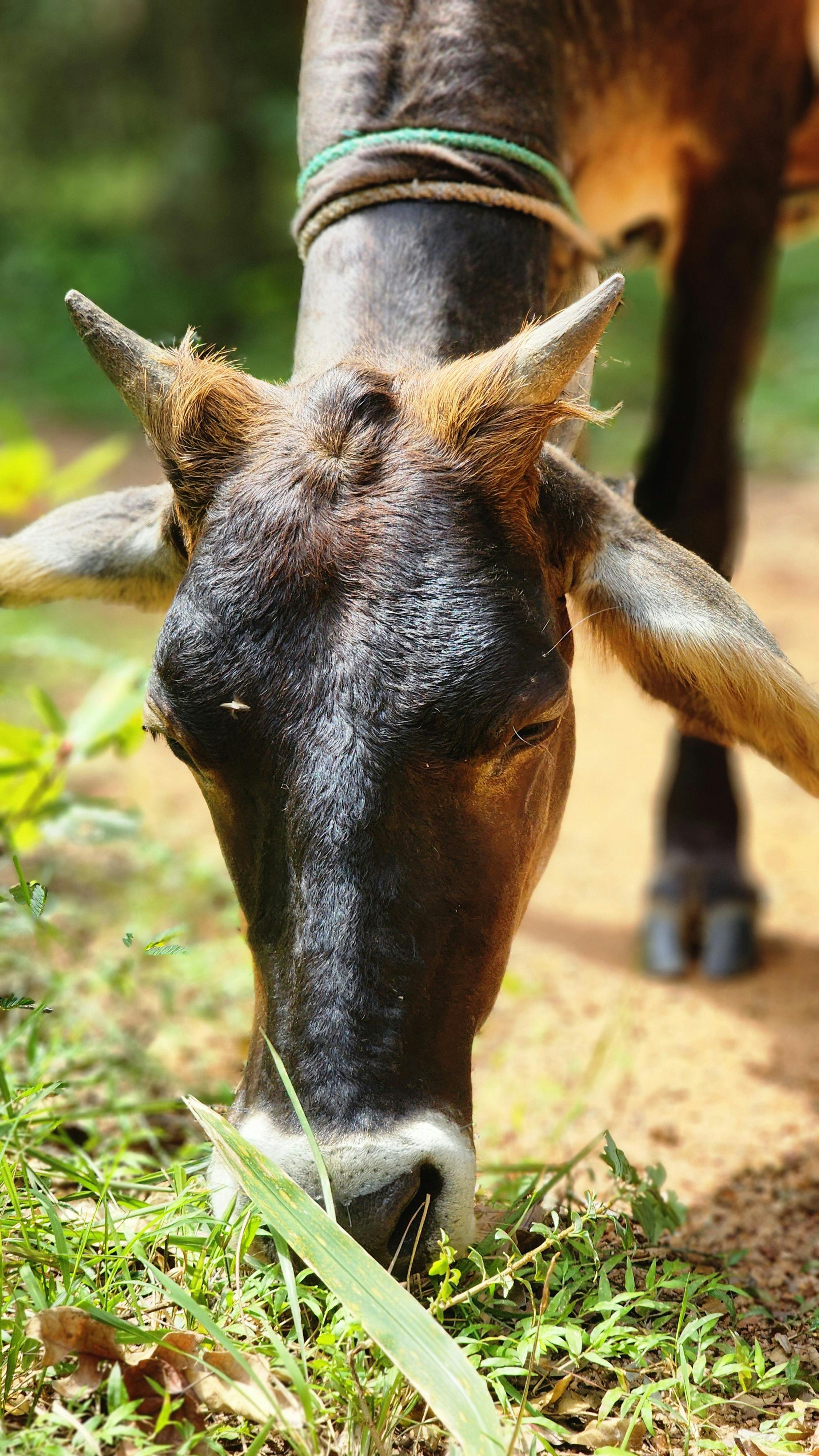 free-photo-of-close-up-of-a-grazing-cow-on-a-sunny-day.jpeg?auto\u003dcompress\u0026cs\u003dtinysrgb\u0026dpr\u003d1\u0026w\u003d500