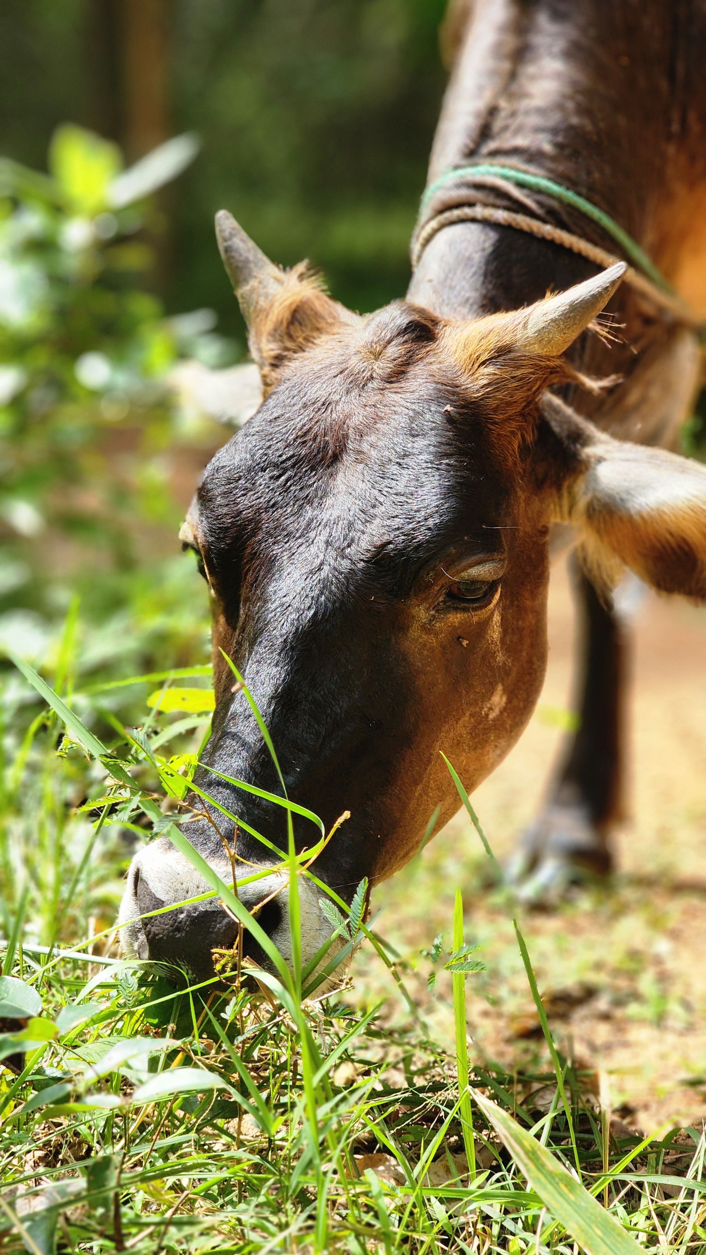 Cow Nasa Arvores Photos, Download The BEST Free Cow Nasa Arvores Stock ...