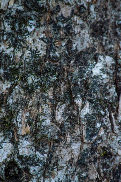 Free Detailed close-up of moss-covered tree bark in the forests of Brasil. Stock Photo
