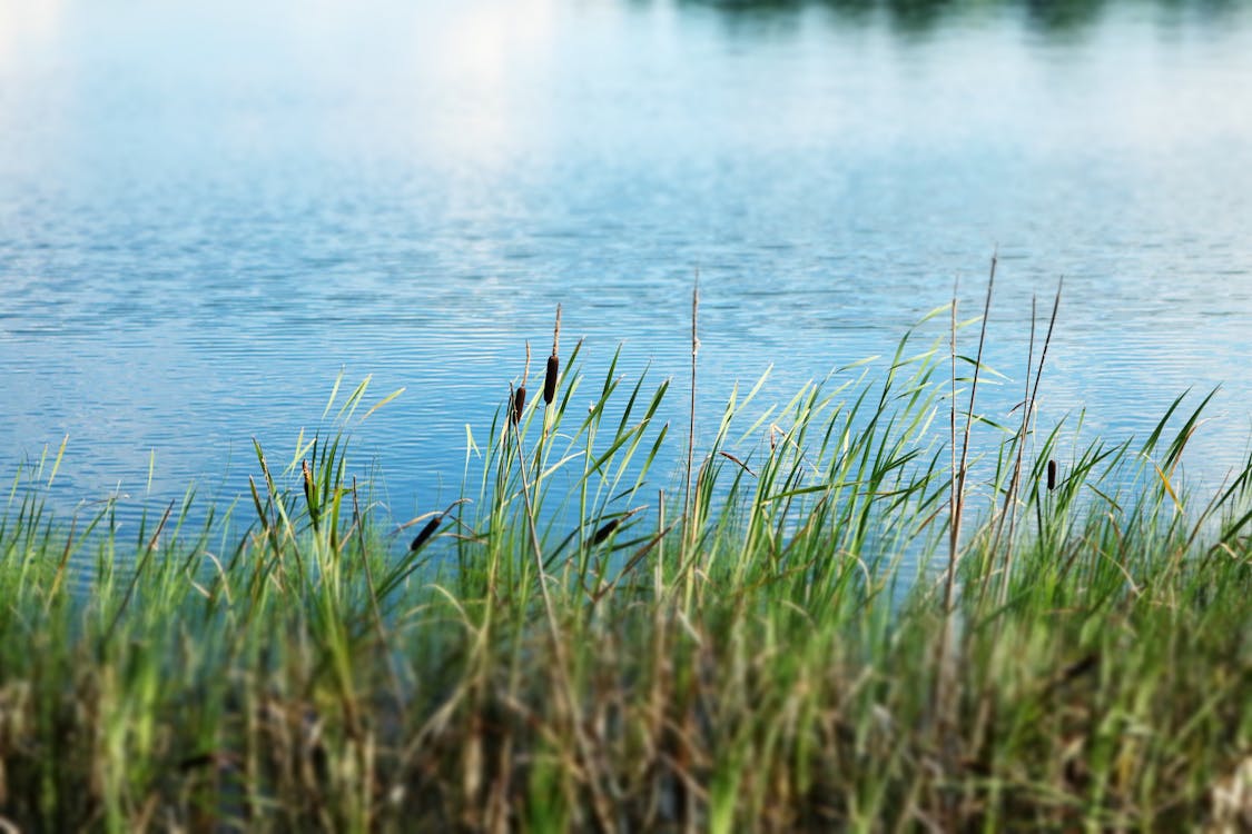 Free stock photo of blue water, grass Stock Photo