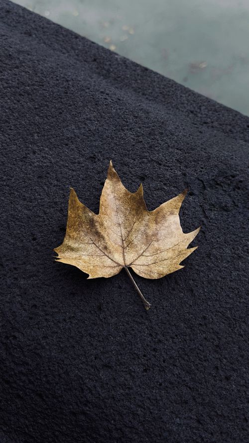 Free Artistic photo of a dry maple leaf on a dark textured background, contrasting nature and urban elements. Stock Photo