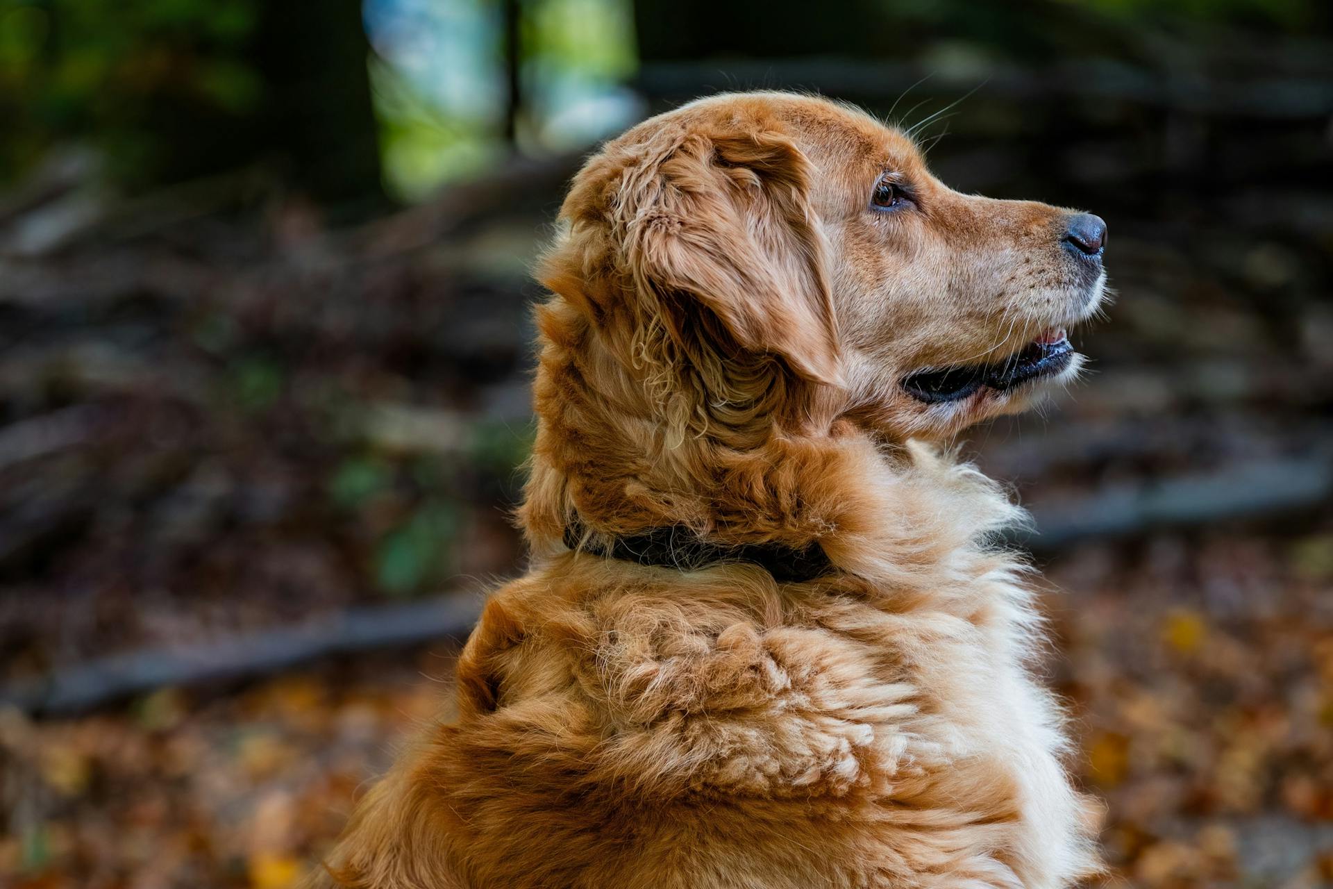 De golden retriever in de herfst