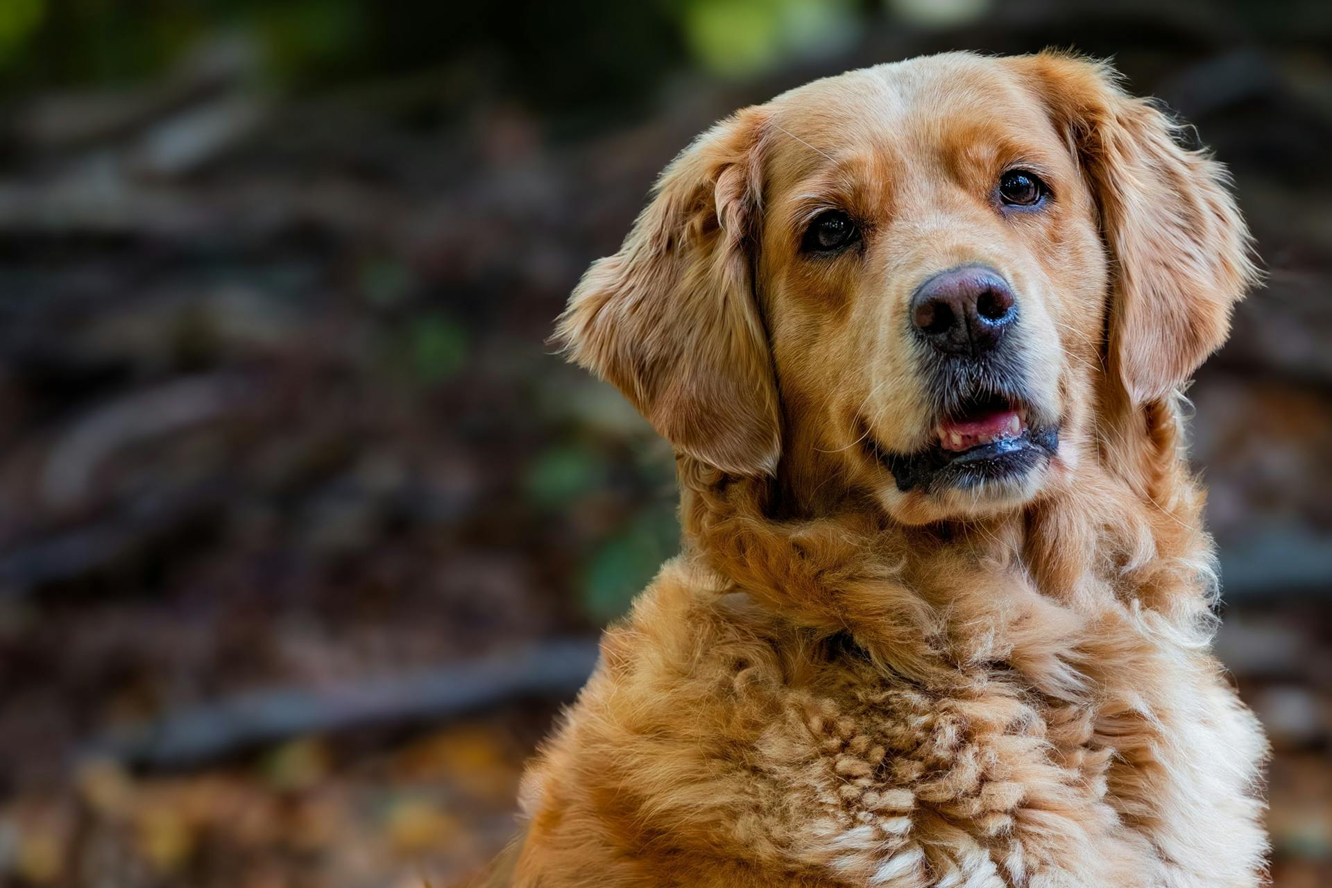 En vacker golden retriever i naturen