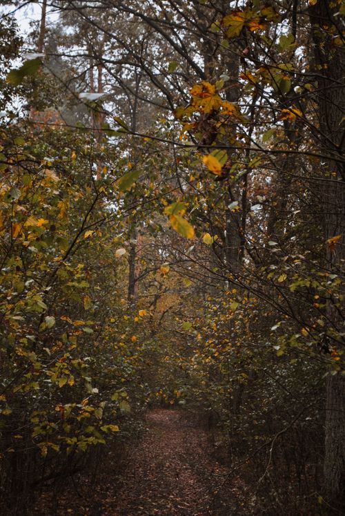 Free Peaceful autumn forest path with colorful leaves falling, surrounded by towering trees. Stock Photo