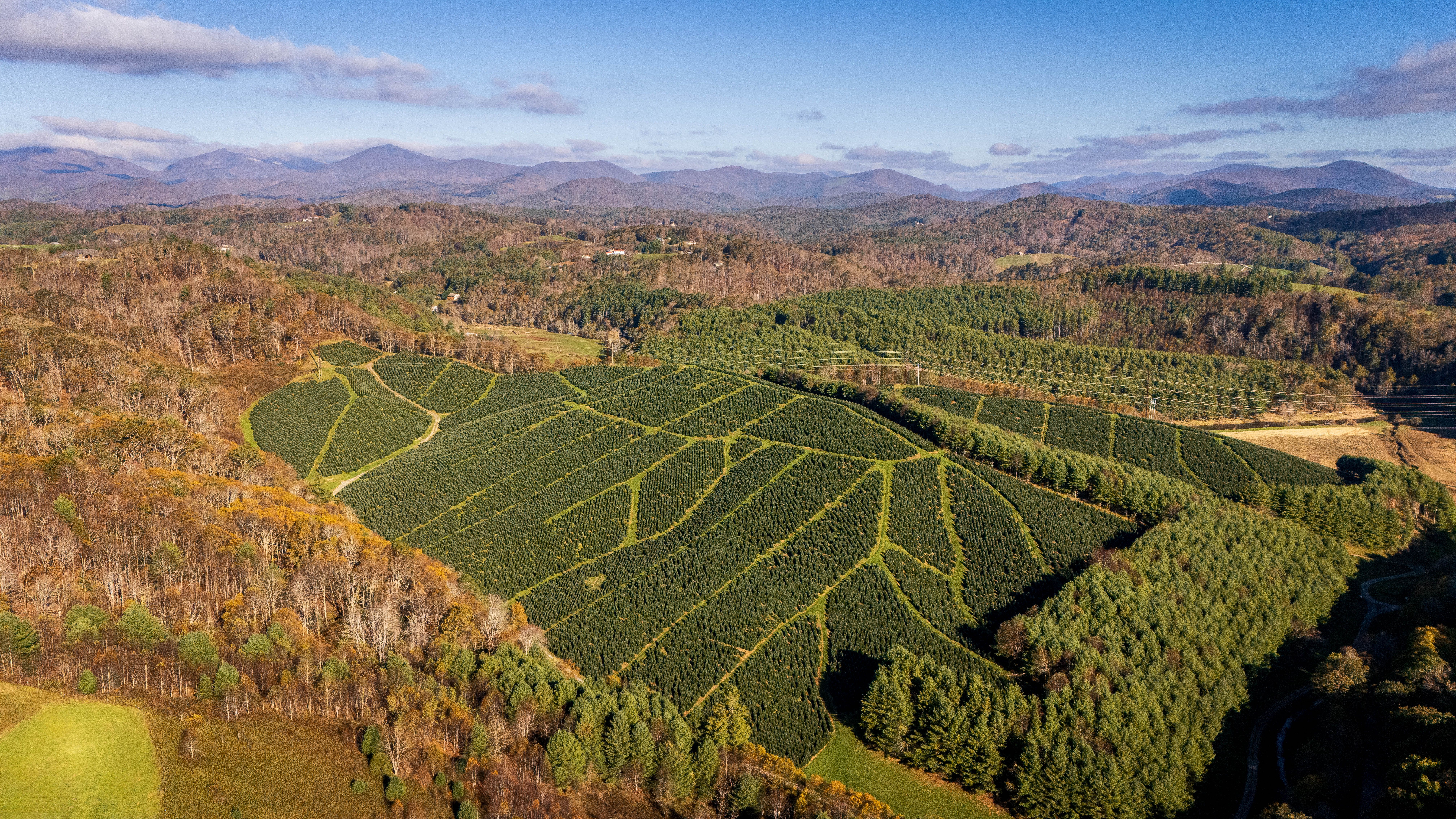 Aerial view of a Christmas tree farm surrounded by beautiful mountain scenery in early fall.
