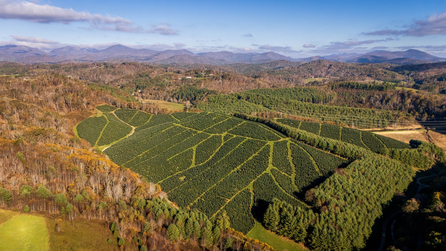 Aerial view of a Christmas tree farm surrounded by beautiful mountain scenery in early fall.