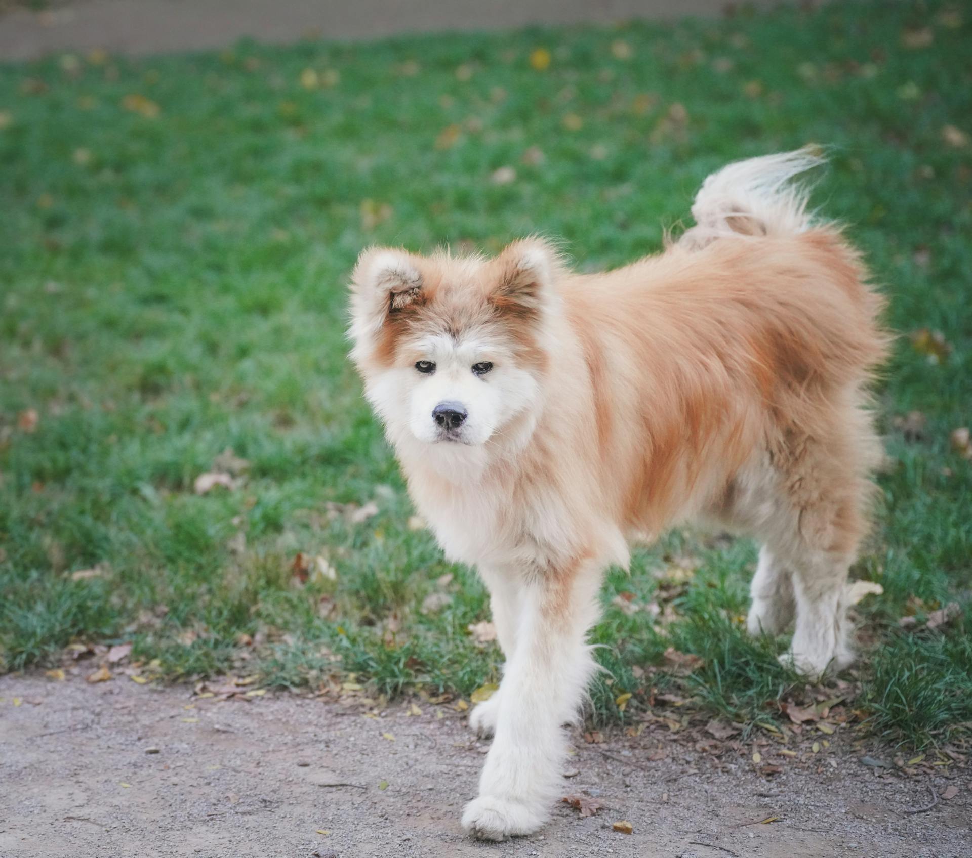 Charming Akita Dog in a Lush Outdoor Park Setting