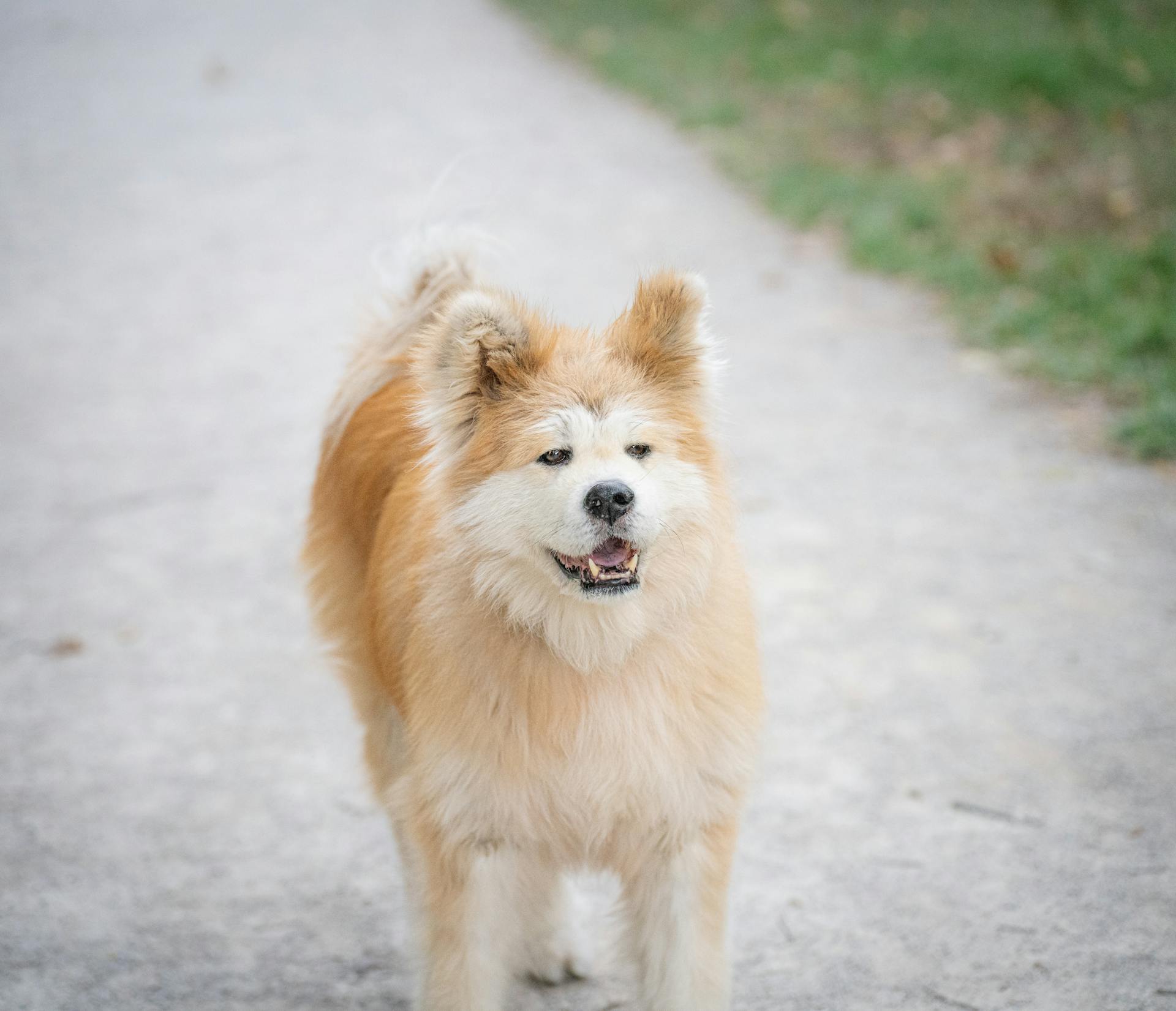 Un chien Akita heureux se promène sur un sentier à l'extérieur