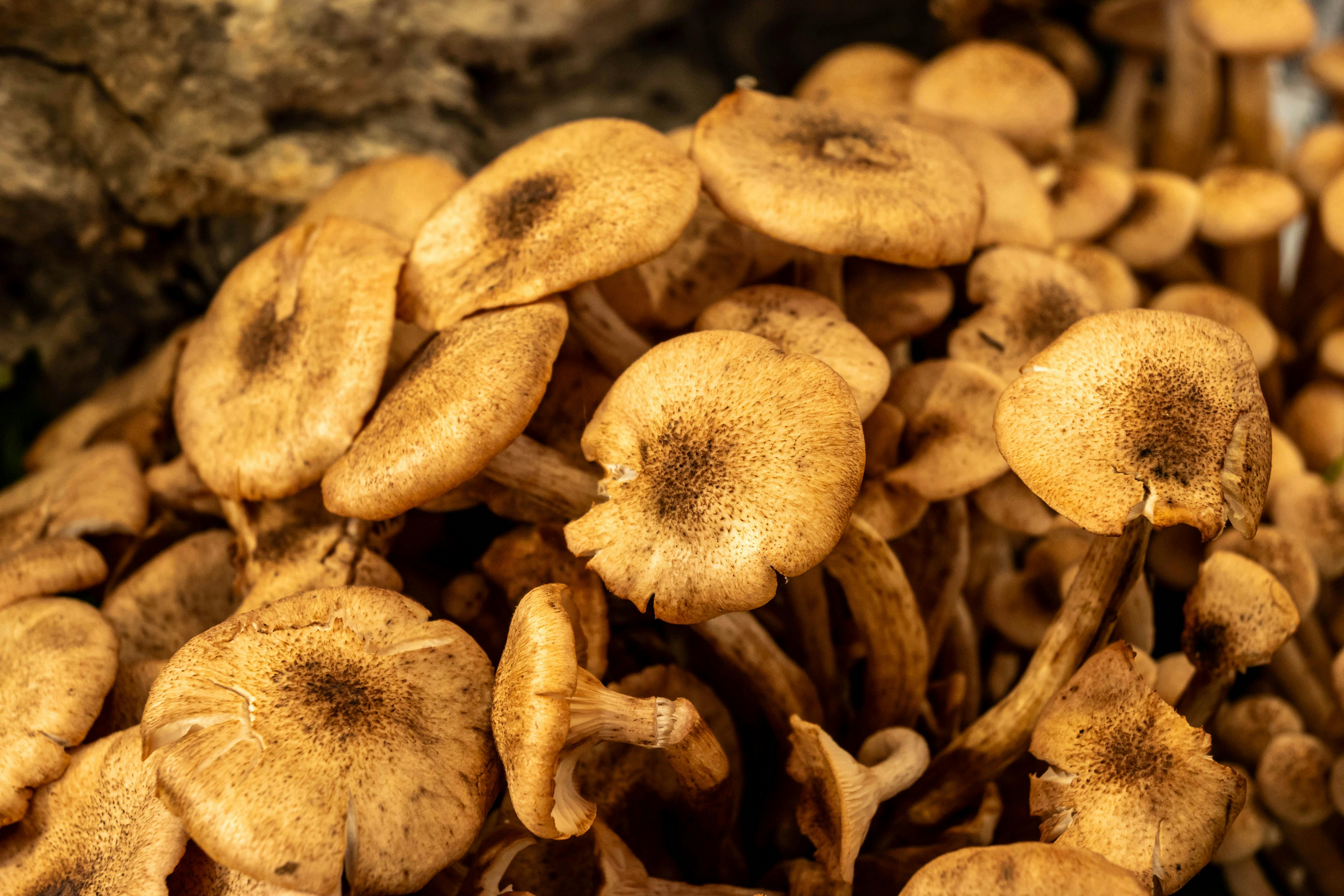 Armillaria mellea: Identificación, Manejo y Biocontrol