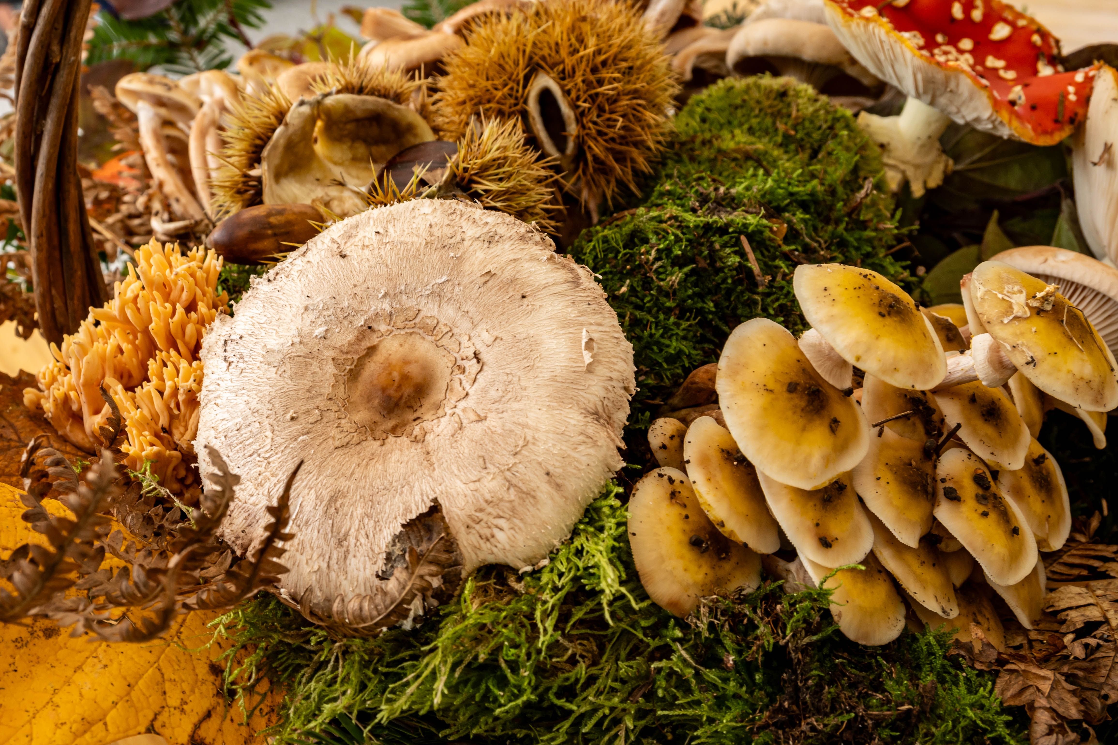 Les 7 Champignons Médicinaux Oubliés qui Réveillent votre Immunité et Libèrent une Énergie Vitale In
