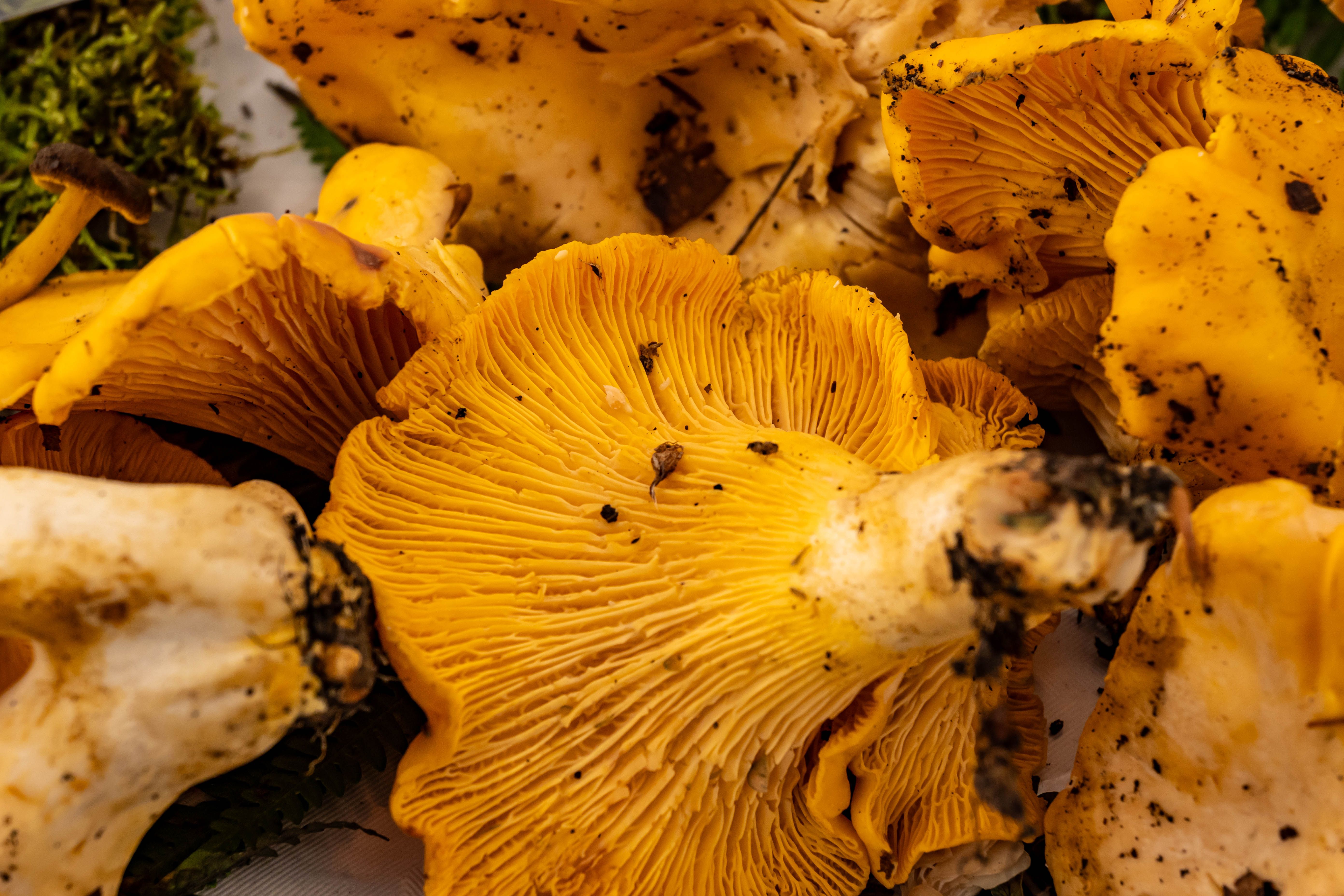 Vegetables; mushrooms of the genus Cantharellus, fresh or chilled