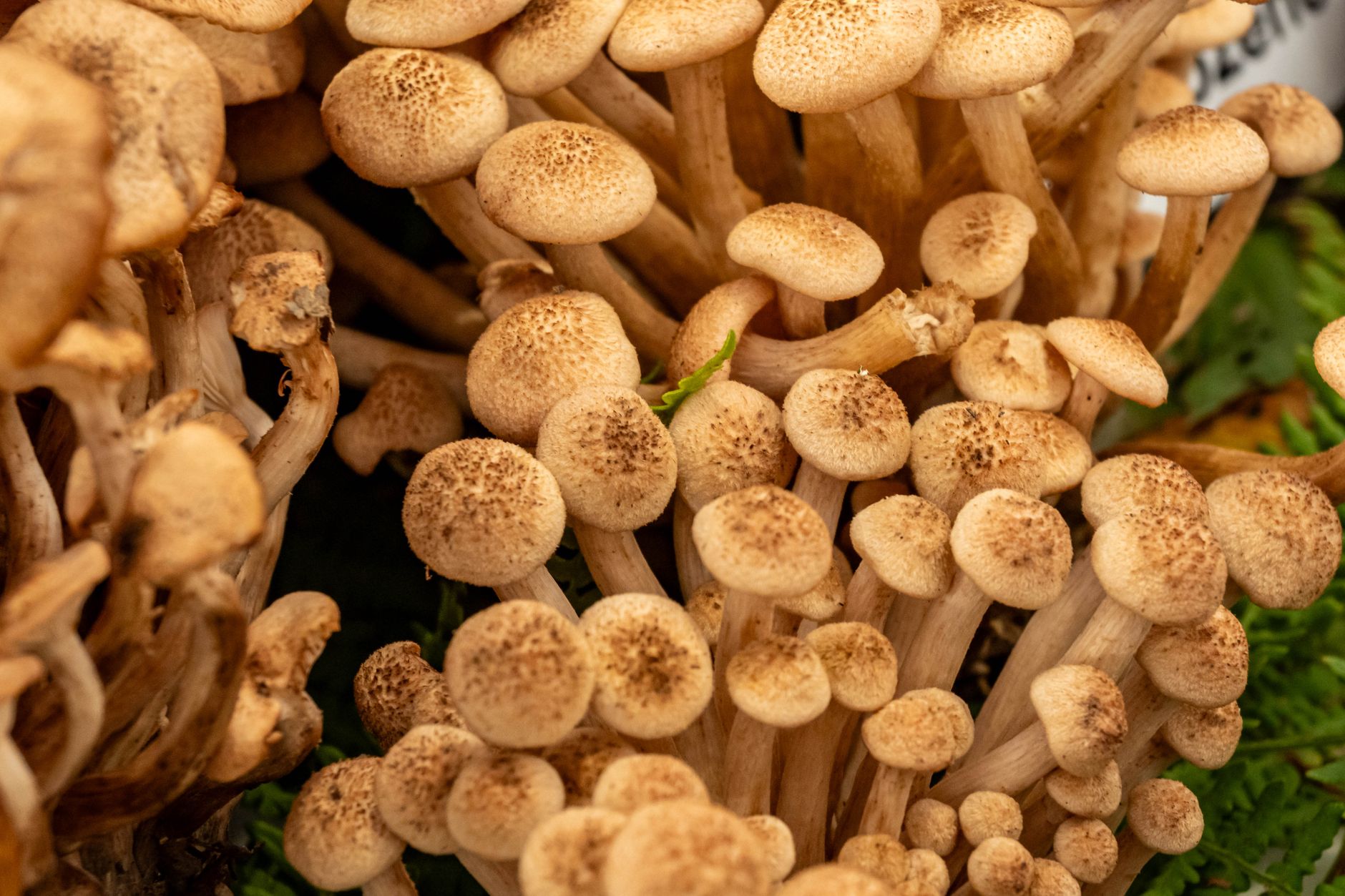 Close-up of Honey Mushrooms (Armillaria) growing in Samobor, Croatia, vibrant autumn fungi.