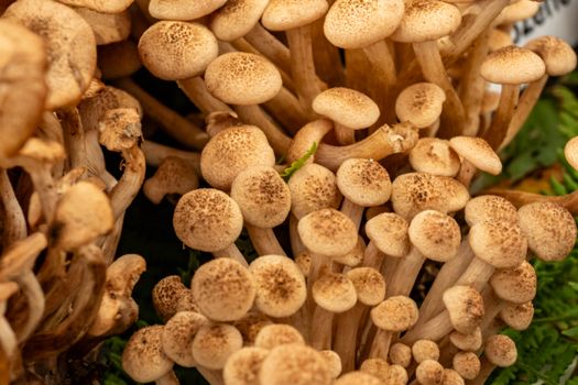 Close-up of Honey Mushrooms (Armillaria) growing in Samobor, Croatia, vibrant autumn fungi.