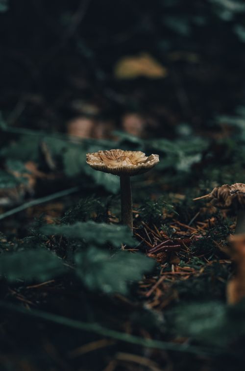 Free A single mushroom surrounded by forest foliage, captured in moody lighting. Stock Photo