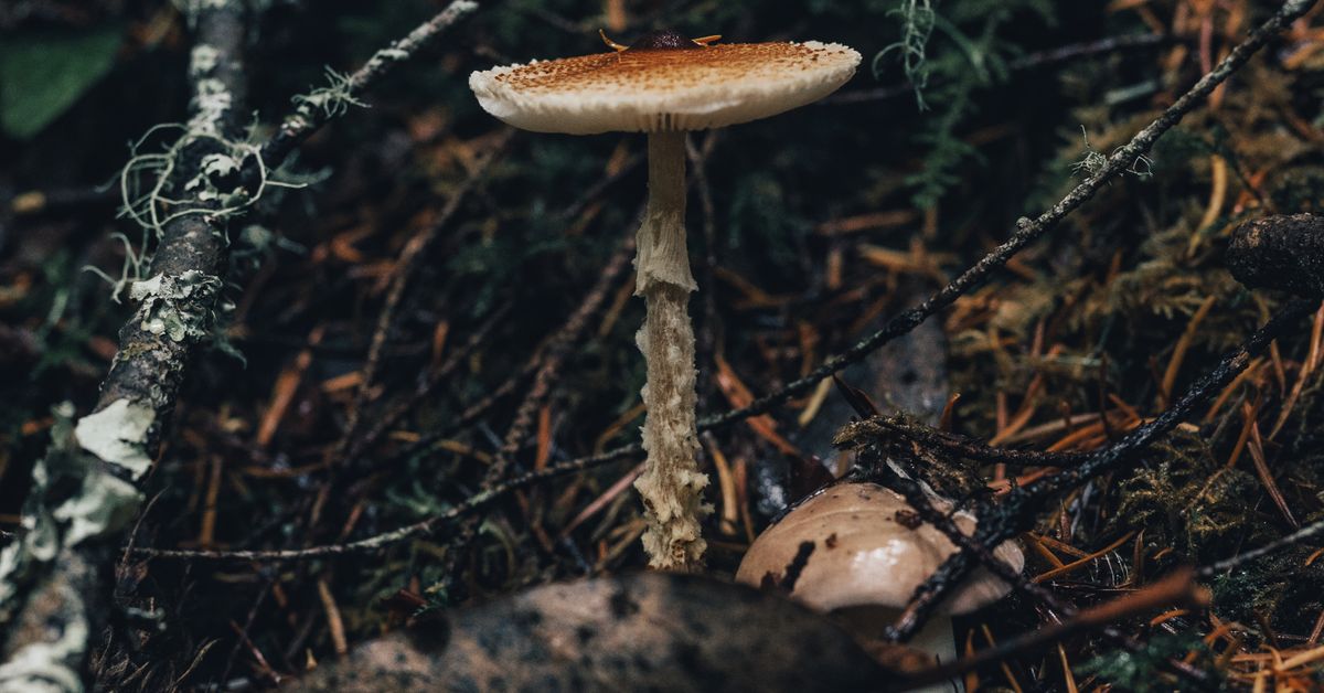 Functional mushrooms in a natural setting