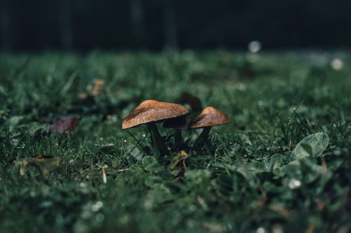 Free Detailed shot of mushrooms growing in a dewy field, showcasing nature's beauty. Stock Photo