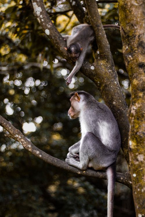 Free Two macaques sitting in a tree within a lush forest, captured in natural light. Stock Photo