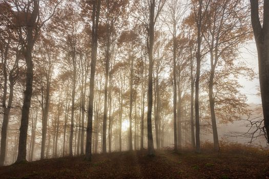 Foresta del Cansiglio