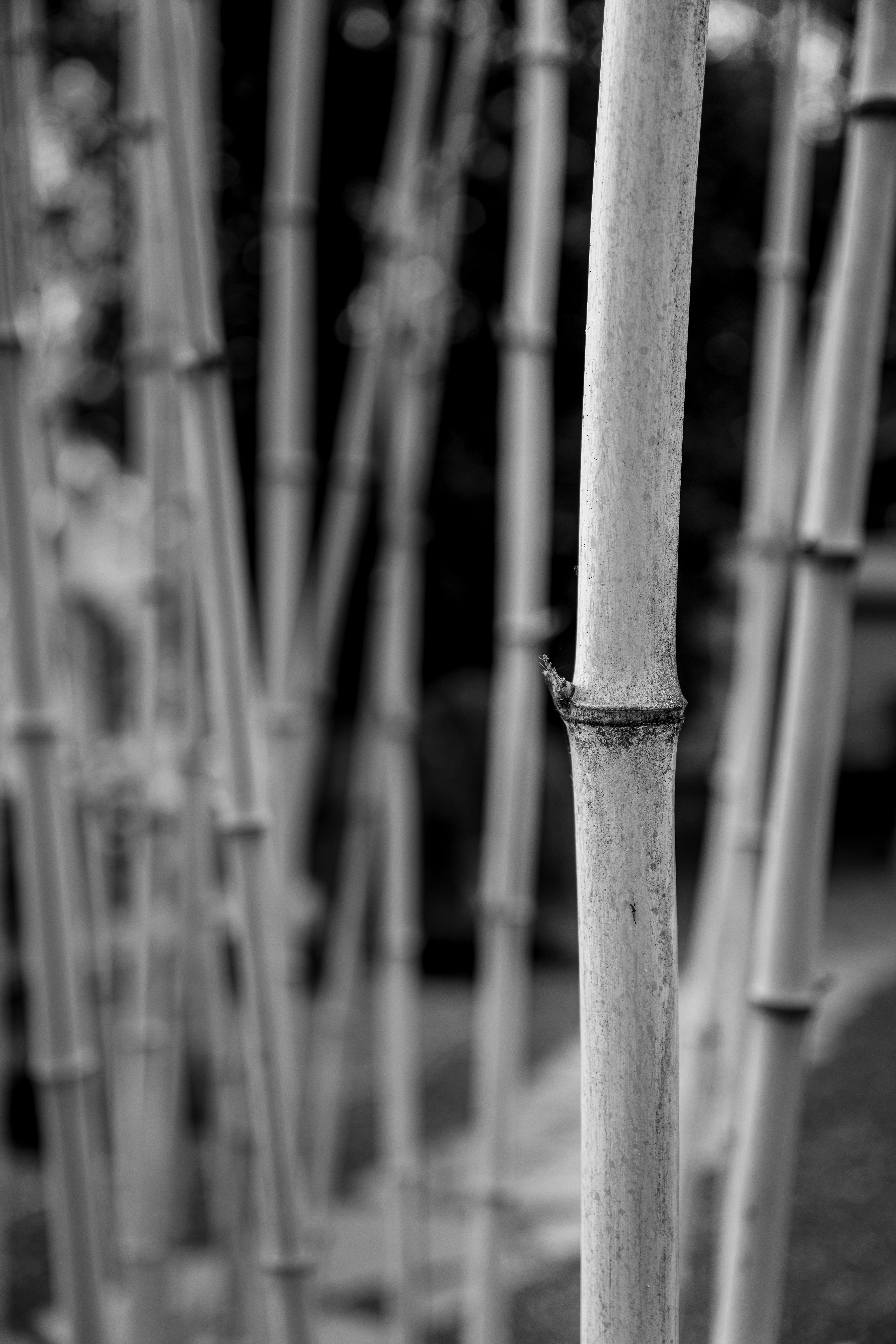 Black and white close-up of bamboo stalks creating an artistic, minimalistic scene.