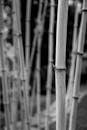 Artistic Black and White Bamboo Stalks