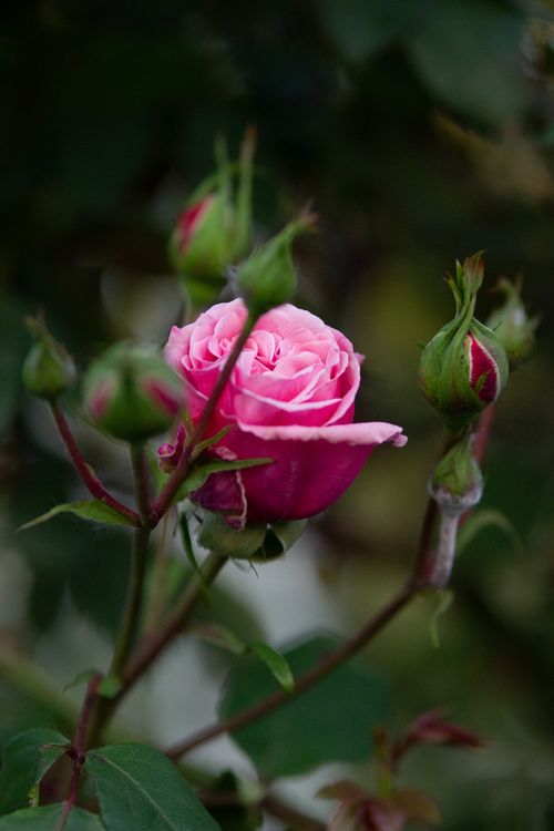 Free Beautiful pink rose in full bloom surrounded by buds, perfect for floral backgrounds. Stock Photo