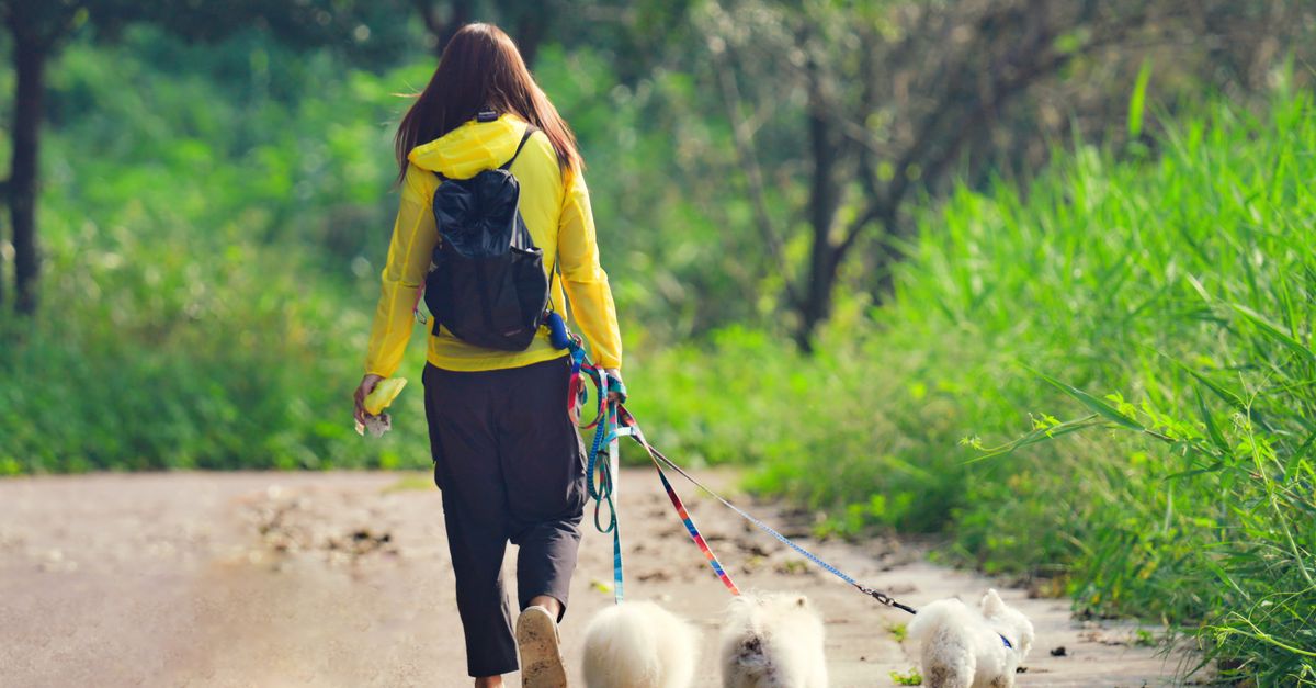 Exploring Pet-Friendly Cities: Where to Live with Pets