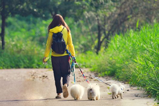 Young woman walking fluffy dogs along a leafy park path on a sunny day.