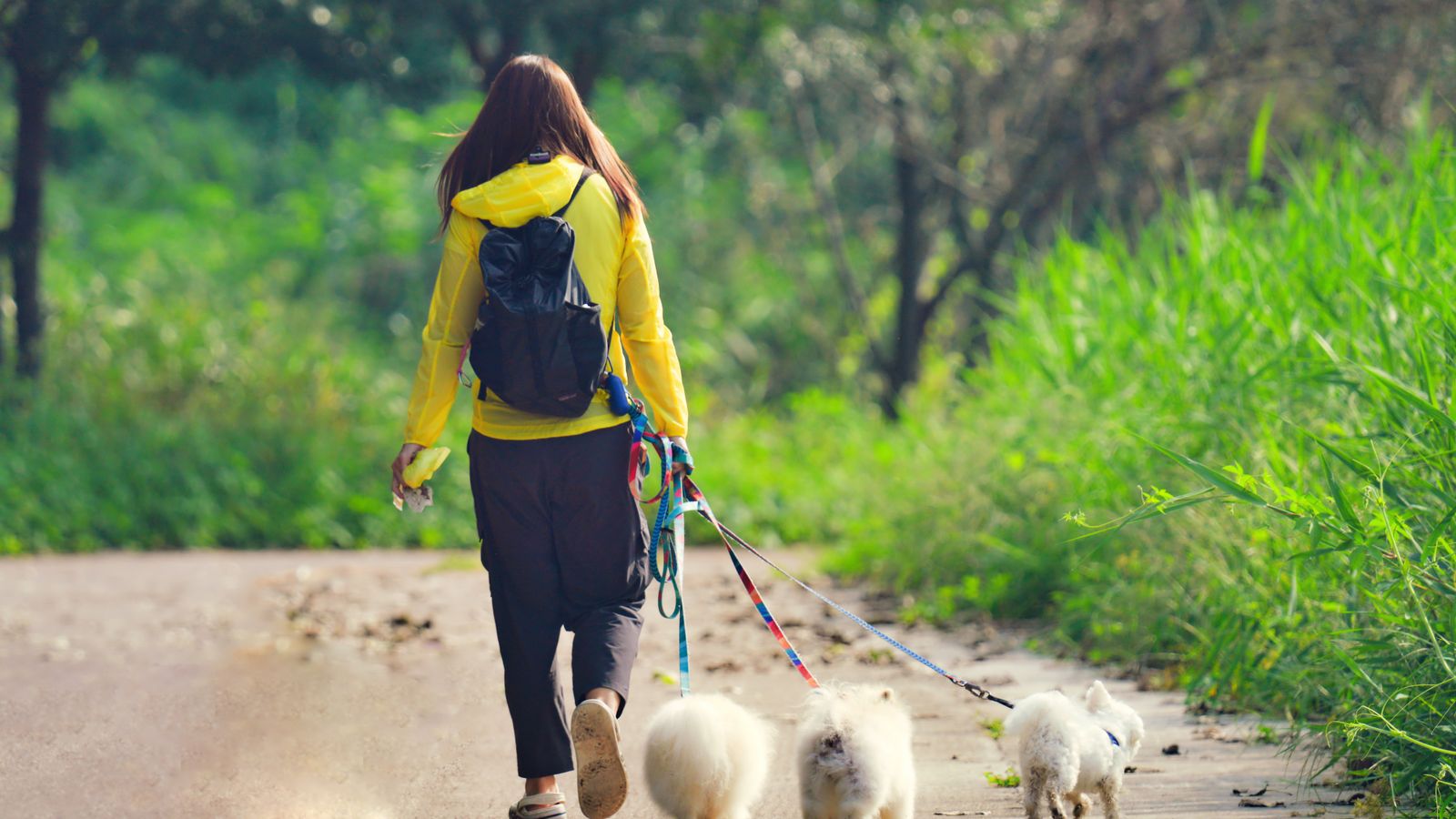 Passeadora de cães feliz em um parque com vários cachorros