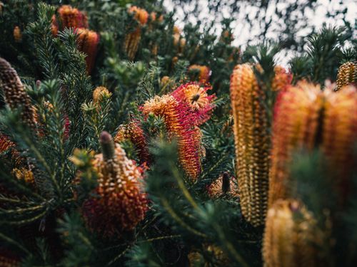 Free Close-up of vibrant Banksia flowers in a lush, natural setting. Stock Photo