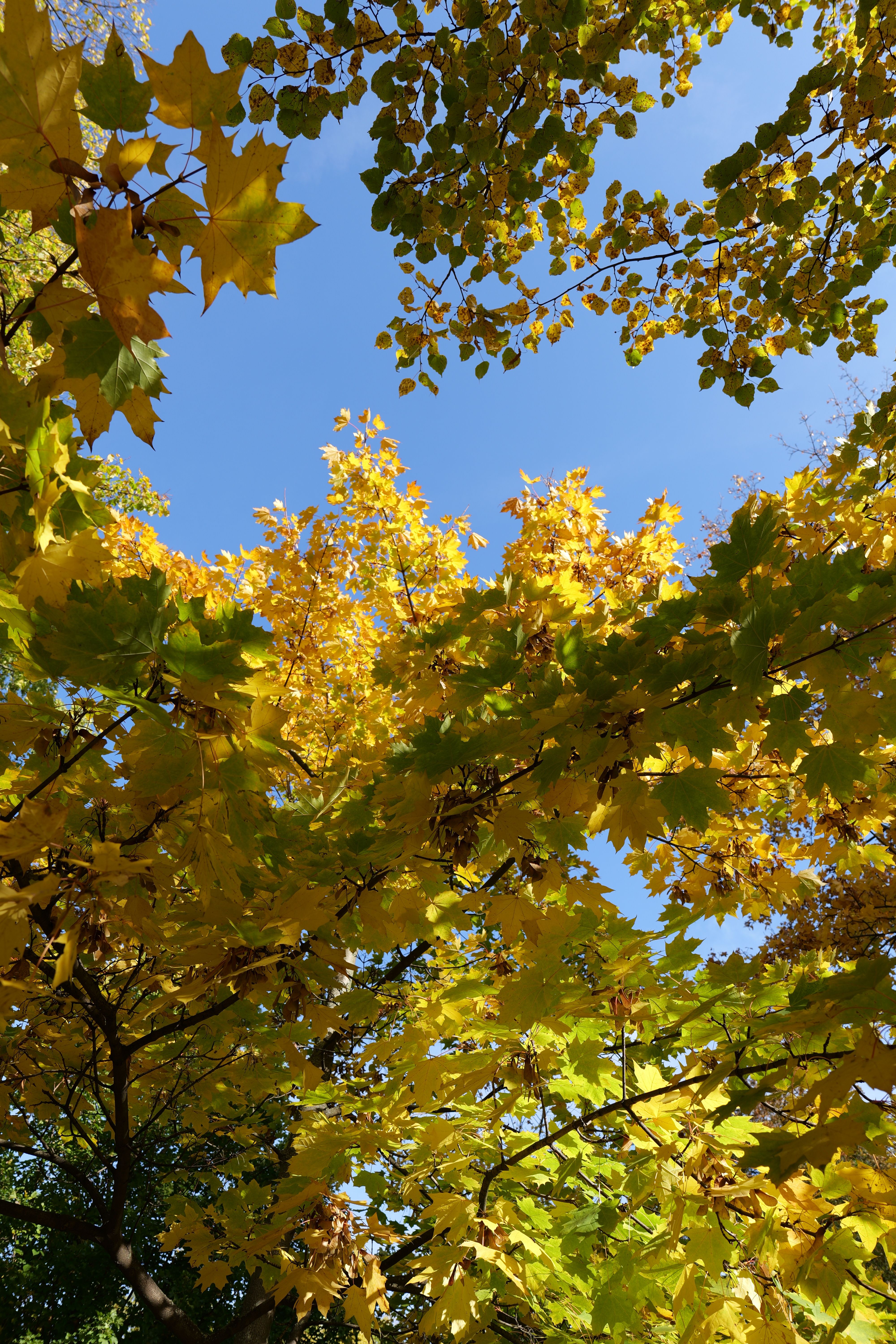Golden Autumn Leaves Against Blue Sky · Free Stock Photo