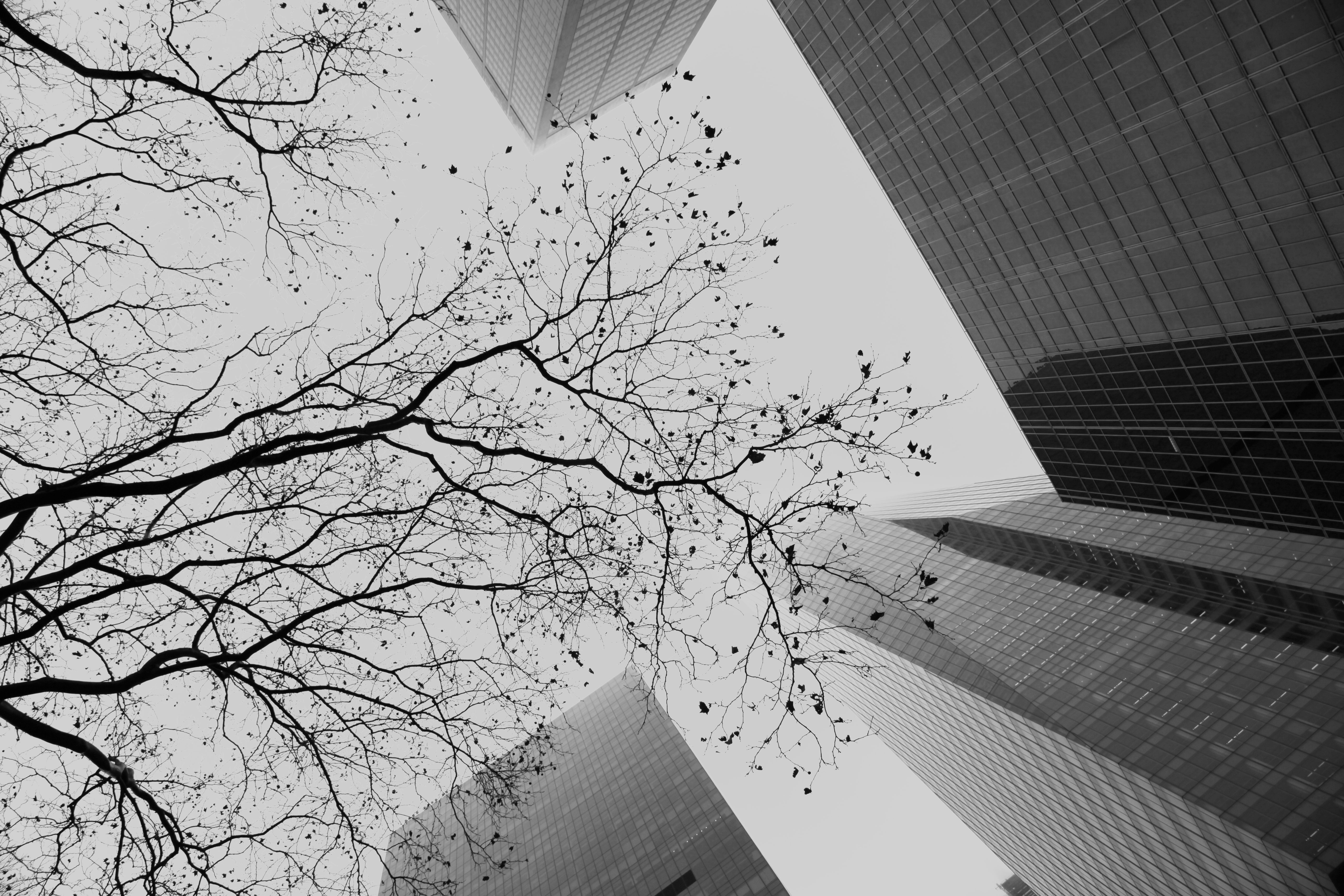 Black and White Cityscape with Leafless Tree · Free Stock Photo