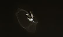 Minimalist Leaf Floating on Dark Water