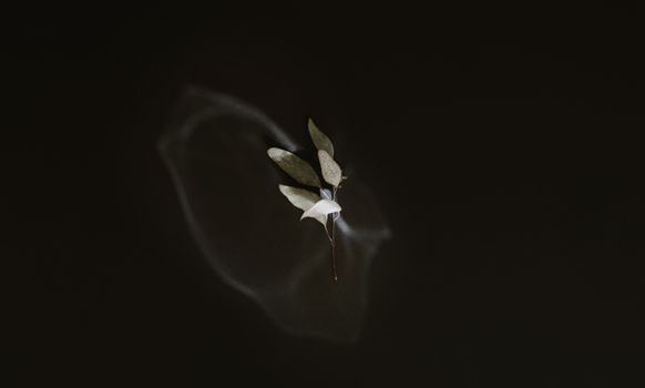 A serene image of a leaf gently floating on dark water, creating a minimalist aesthetic.