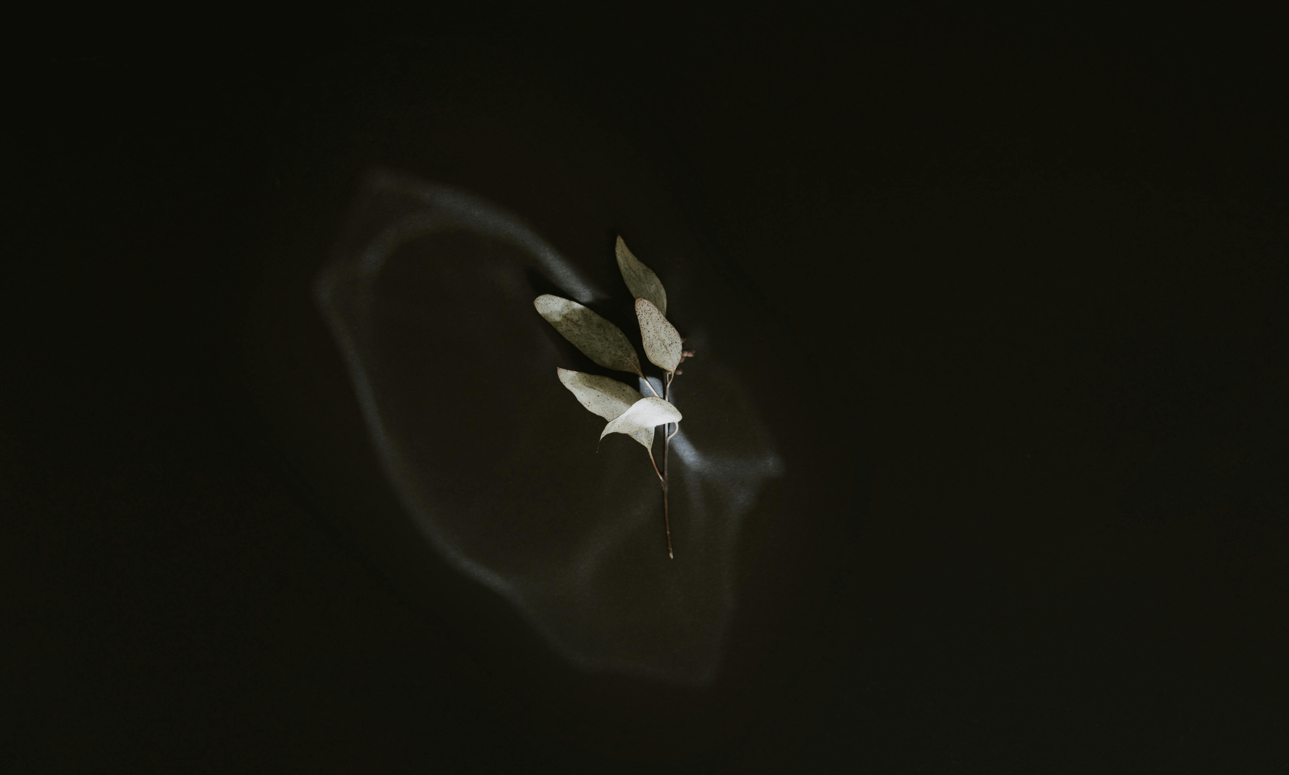 Kostenlos Minimalistisches Blatt, Das Auf Dunklem Wasser Schwimmt Stock-Foto