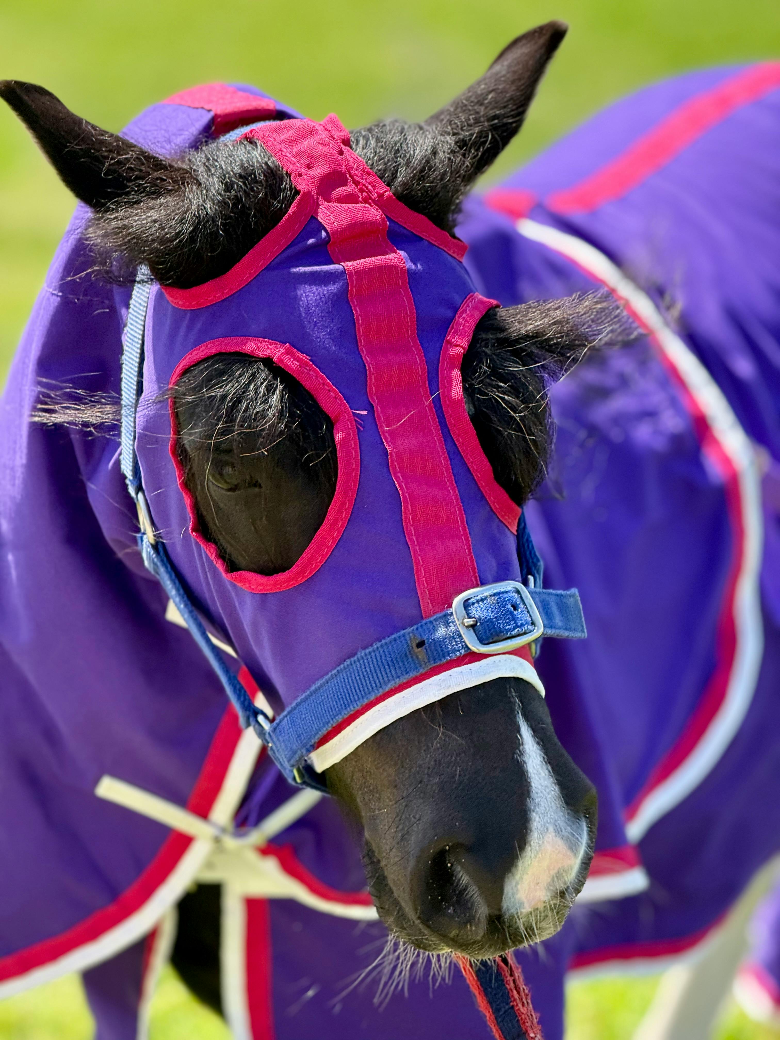 Close-up of a colorful horse wearing a hood and blanket outdoors.