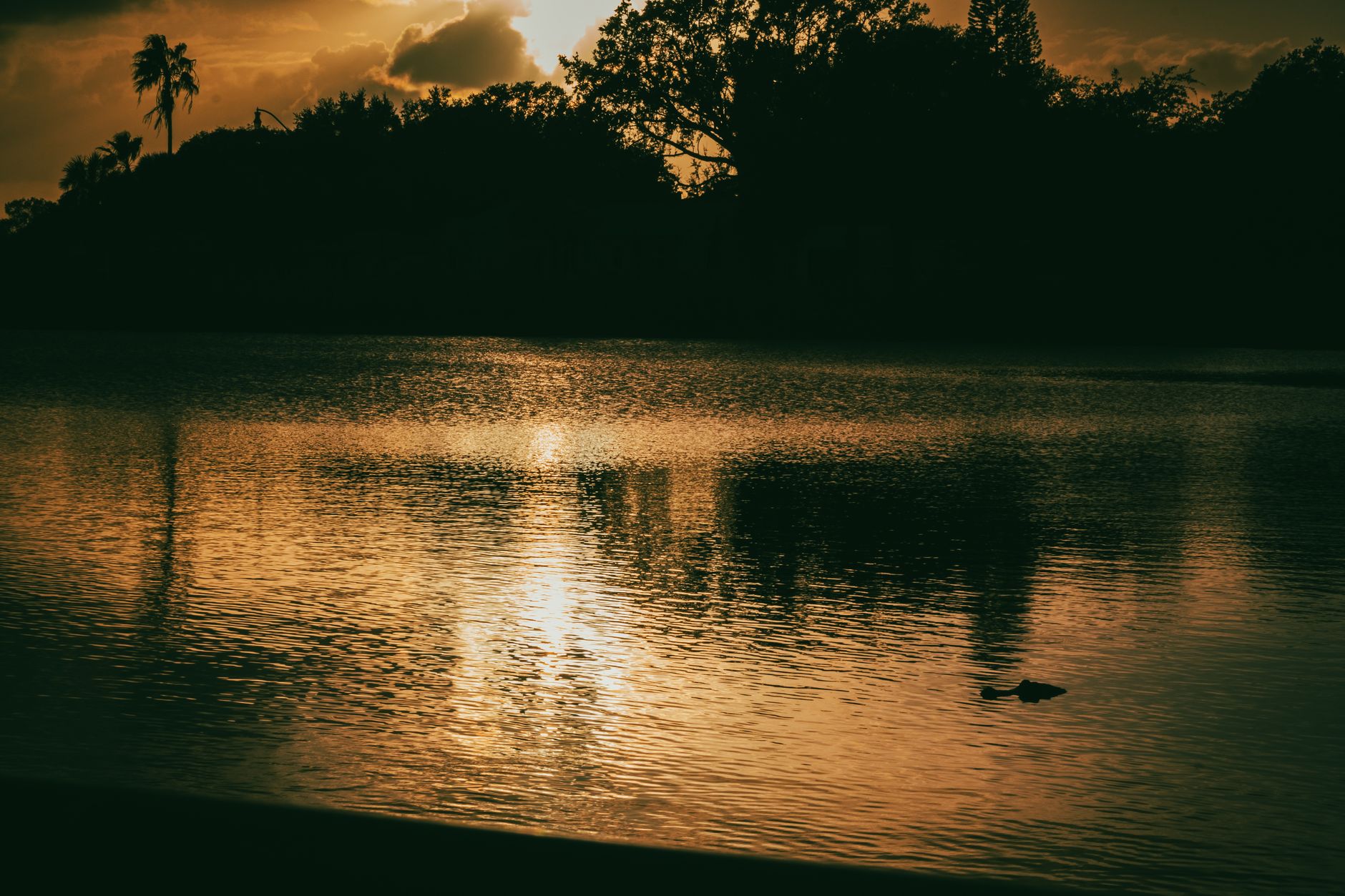 Tranquil sunset at a lake in Kissimmee, FL with reflections and silhouettes.