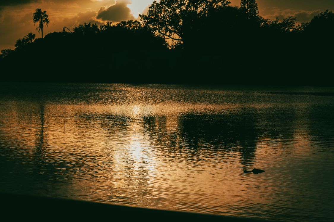 Golden sunset reflecting over a calm Florida lake at dusk