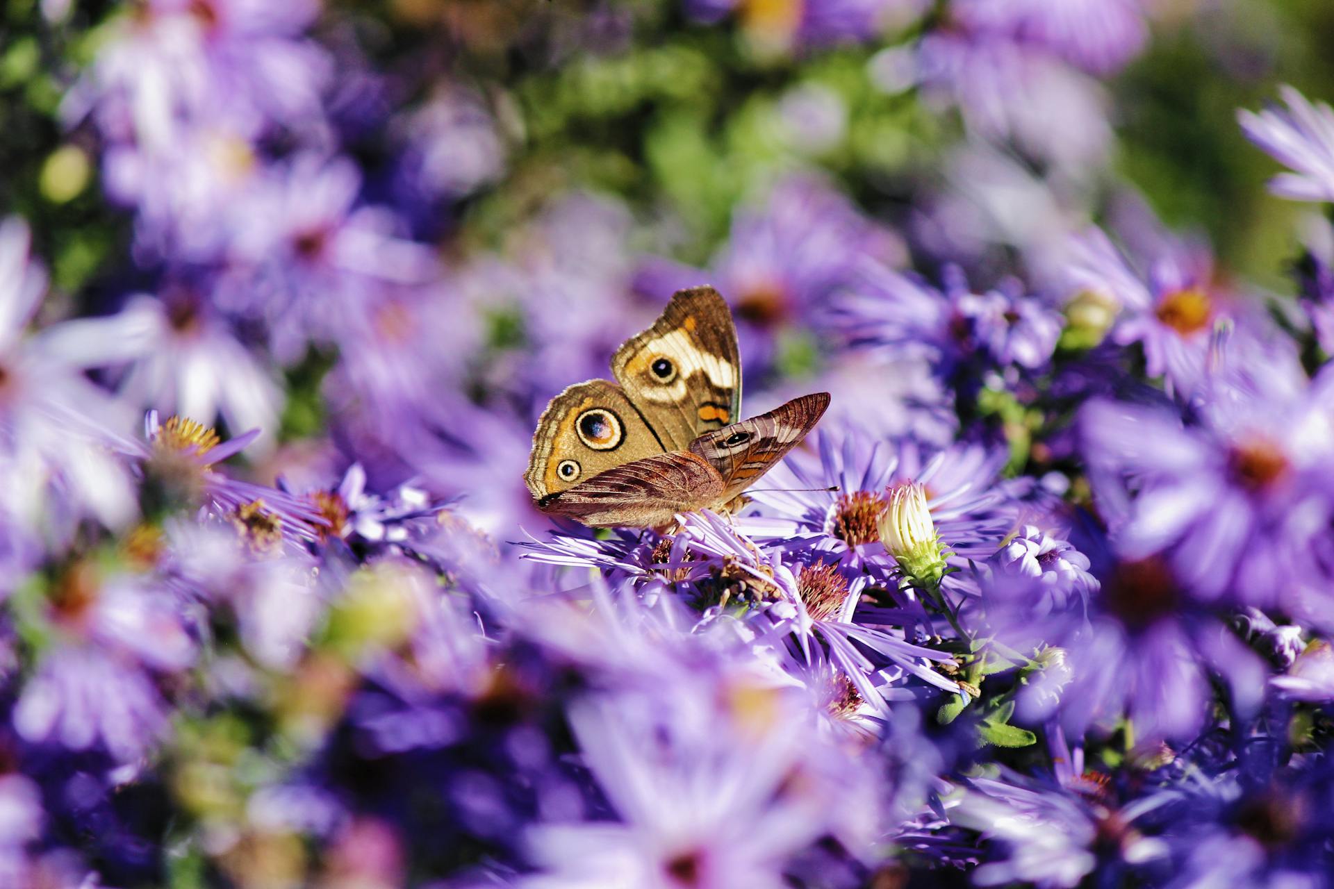 Colorful buckeye butterfly resting on vivid purple wildflowers in KS garden.