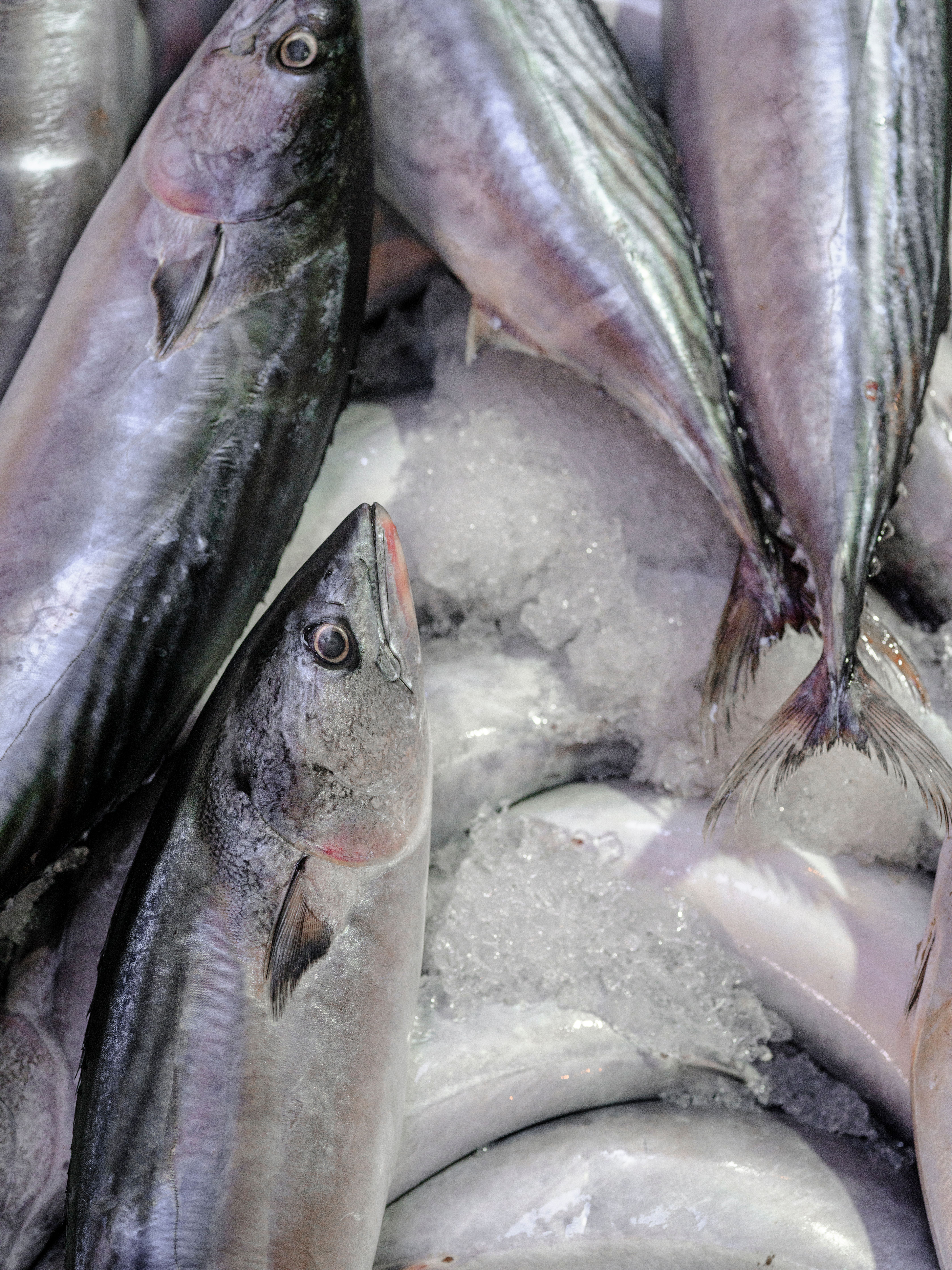 A detailed view of fresh mackerel displayed on ice at a market, emphasizing freshness and quality.